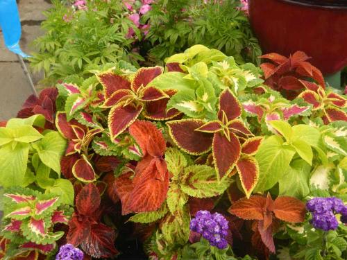 coleus coleus